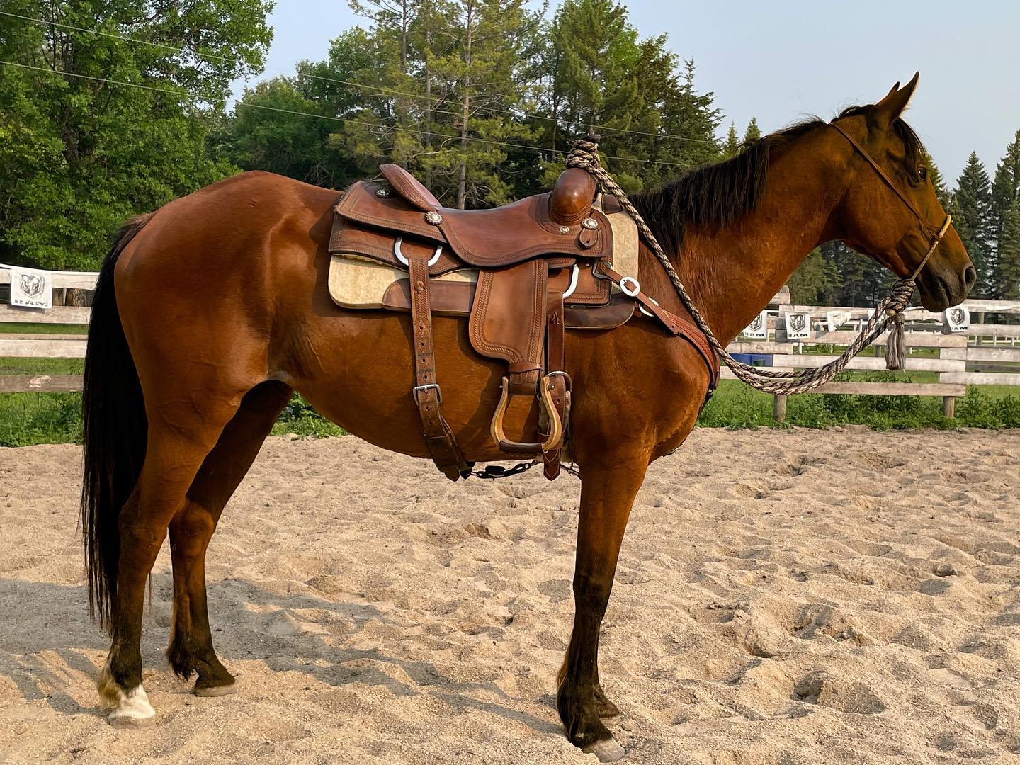 hazel_training_02