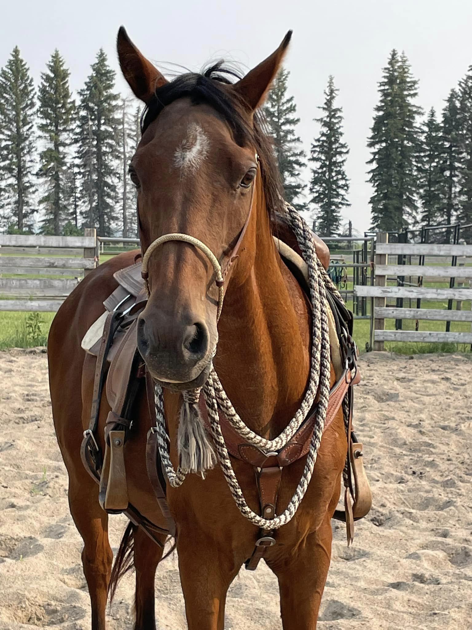 hazel_training_06